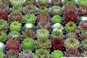 Sempervivum mix - paket sadrži 100 semenki